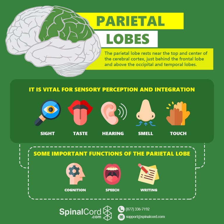 parietal lobe problem solving